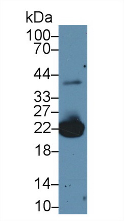 10438