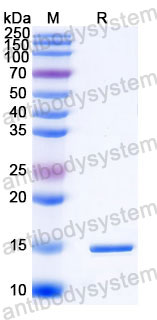 Валидация SDS-PAGE - AntibodySystem RHJ28401