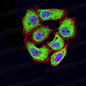 Валидация IF - AntibodySystem RHD11901