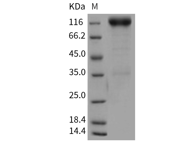 Валидация Elabscience PKSR030213(5572)