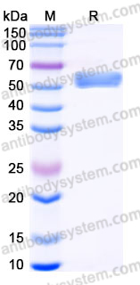 EHJ14402, SDS-PAGE