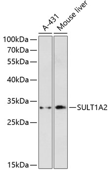 Валидация Elabscience E-AB-64351