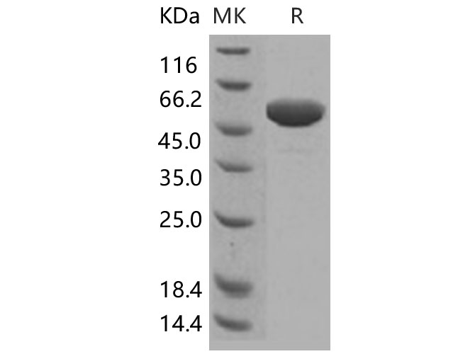 Валидация Elabscience PKSH031487(2184)