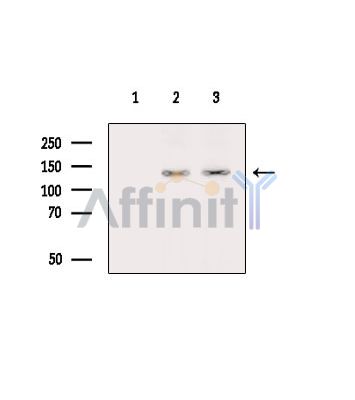 Валидация Affinity DF14908 - 11067