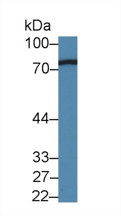 28707