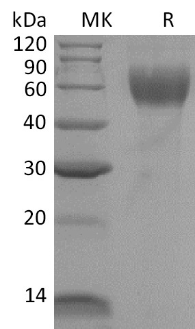 Валидация Elabscience PKSM041327(5222)