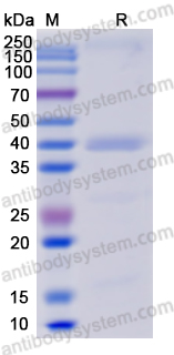 Валидация AntibodySystem YVV00901