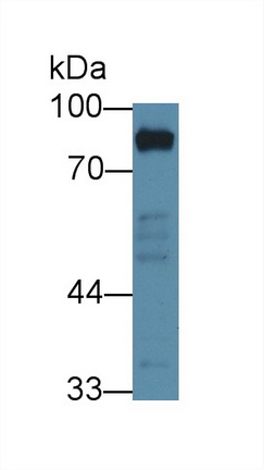 12672