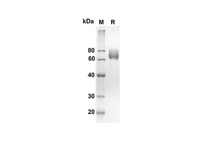 Валидация Elabscience PDMH100236(859)