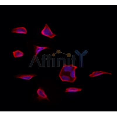 Валидация Affinity DF12388 - 6864