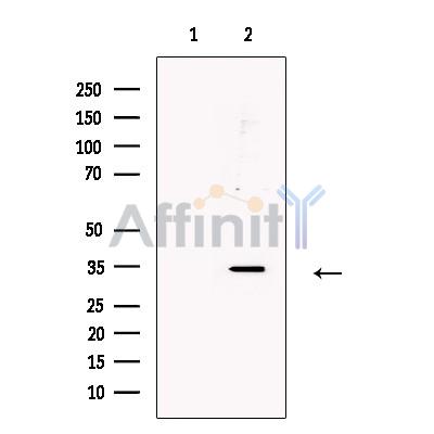 Валидация Affinity DF13496 - 8877
