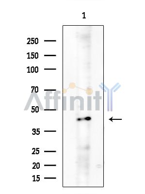 Валидация Affinity DF9220 - 21625