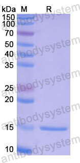 Валидация SDS-PAGE - AntibodySystem RHE55401