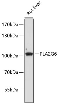 Валидация Elabscience E-AB-68019