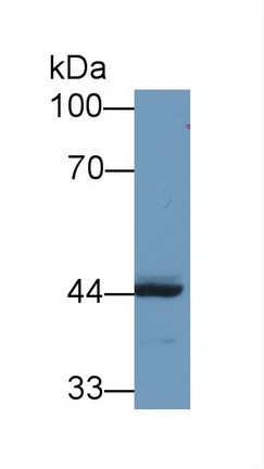 9666