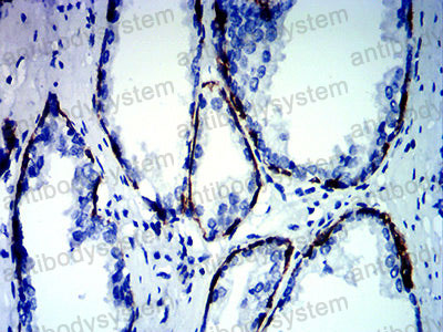 Валидация AntibodySystem RHC99403 (1242)