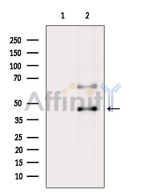 Валидация Affinity AF6543 - 3856