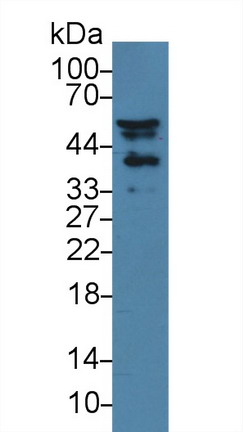 10188