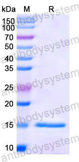 Валидация SDS-PAGE - AntibodySystem RHC13101