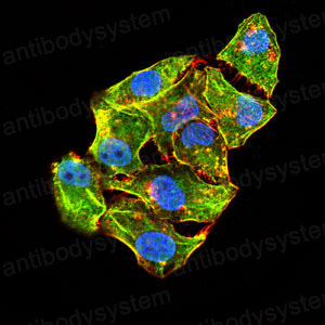 Валидация IF - AntibodySystem RHB98005