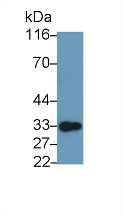 52764