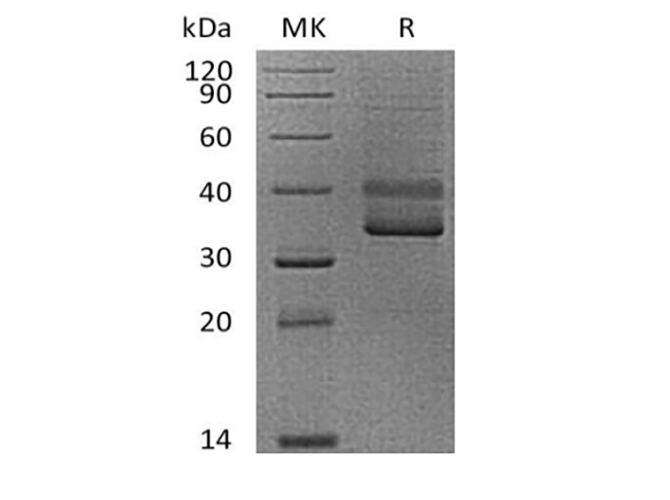 Валидация Elabscience PKSH033869(4103)