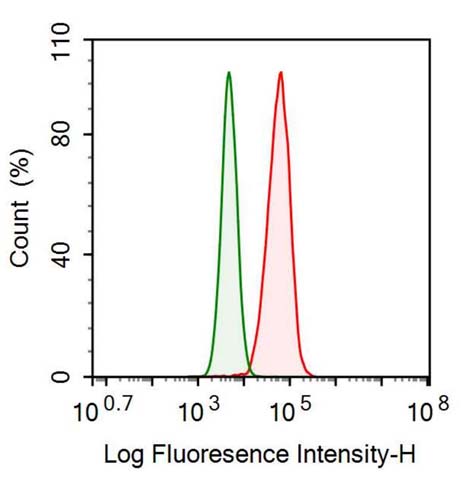 32365