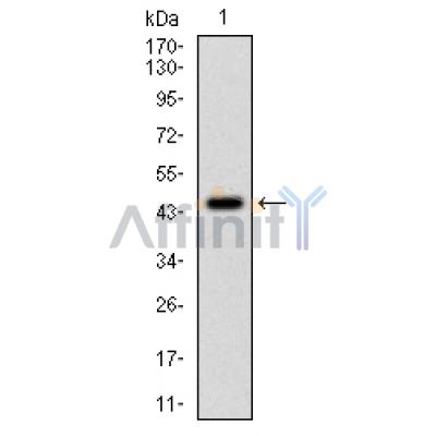 Валидация Affinity BF0683 - 5360