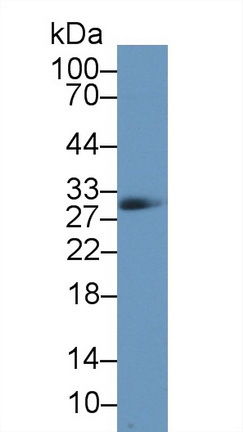 13051