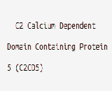 C2 Calcium Dependent Domain Containing Protein 5 (C2CD5)
