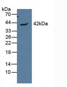 5470