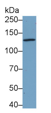 39499