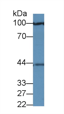 14060