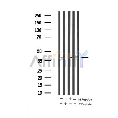 Валидация Affinity AF3494 - 2026