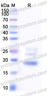 EHG11602, SDS-PAGE