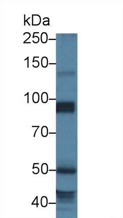 14033