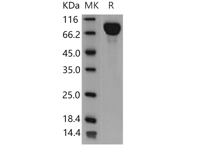 Валидация Elabscience PKSM040841(4802)