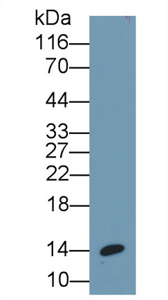 14965