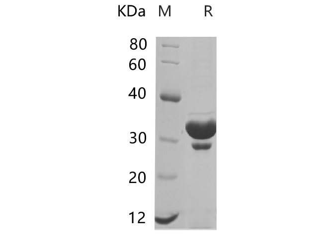 Валидация Elabscience PDEM100220(554)