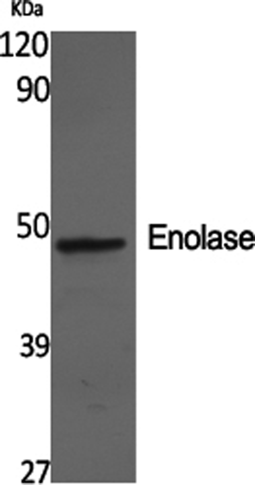 Валидация Elabscience E-AB-31325