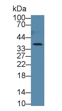 8975