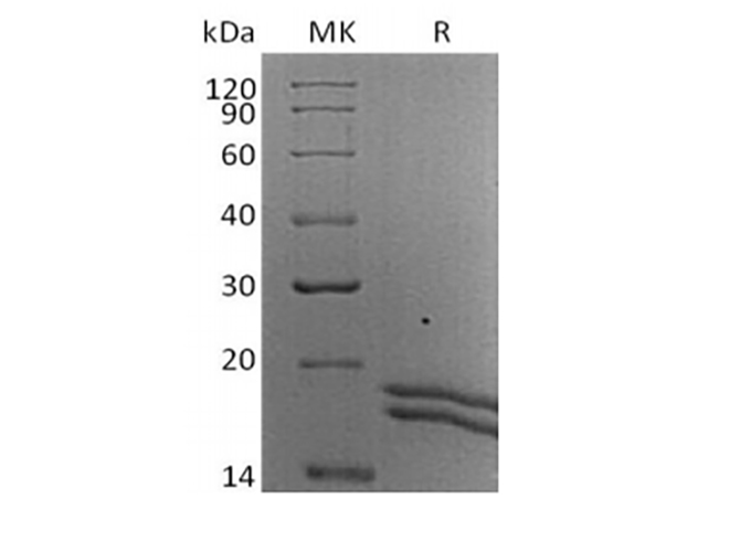 Валидация Elabscience PKSH033973(4204)