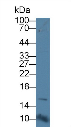 8584