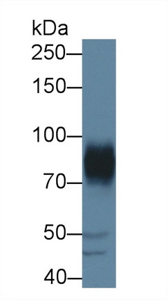 8852