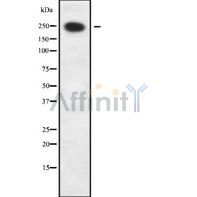 Валидация Affinity DF9548 - 22206