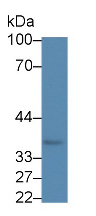 52579