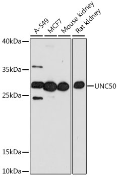 Валидация Elabscience E-AB-91433