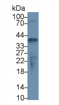 13291