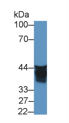 12616