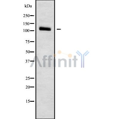 Валидация Affinity DF9521 - 22164